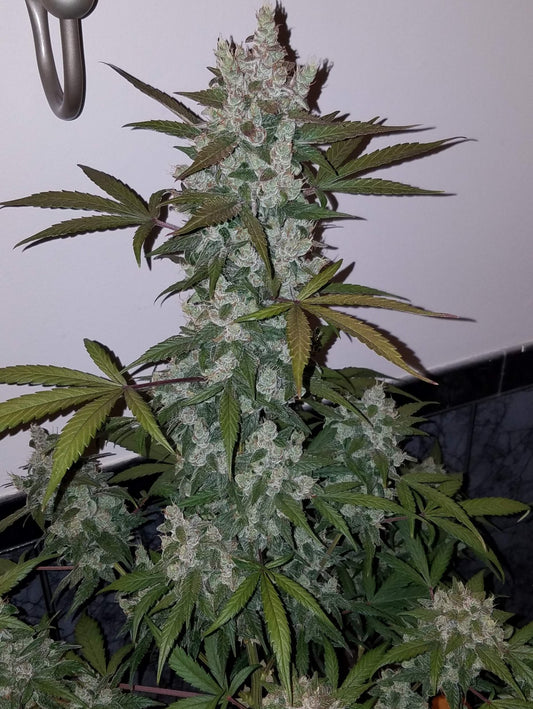 Girls Scout Cookies Auto