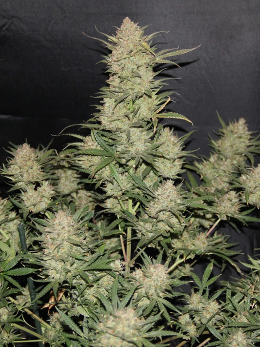 Original Auto OG Kush