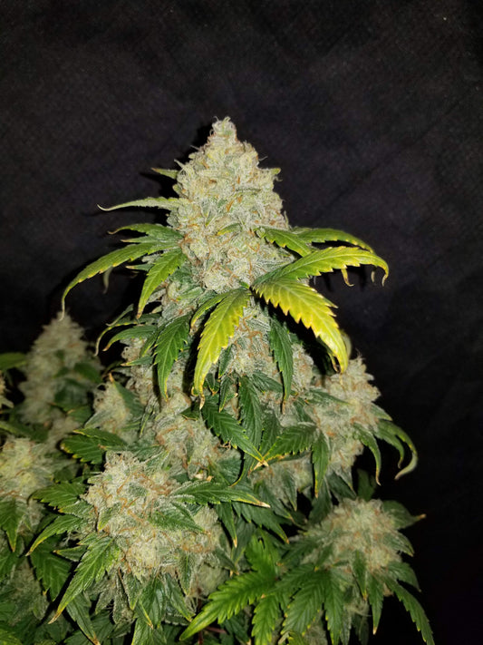 Z Auto ( Zkittlez Auto )