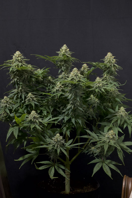 Wedding Cheesecake FF (Fast Flowering)