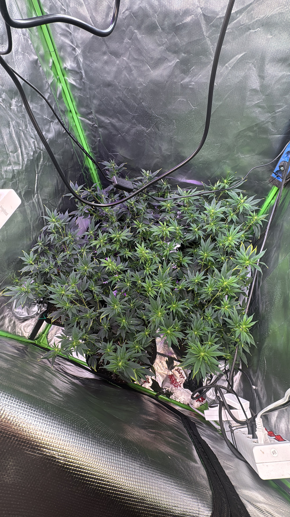 <h1>Das sagt unsere Community über <em>Growea</em></h1>