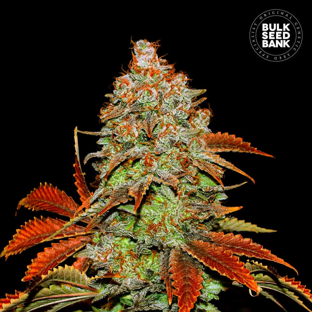Bubble  Gum Extra auto