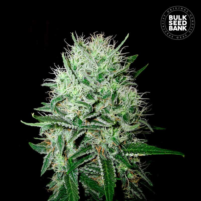 Devil´s Kiss Auto