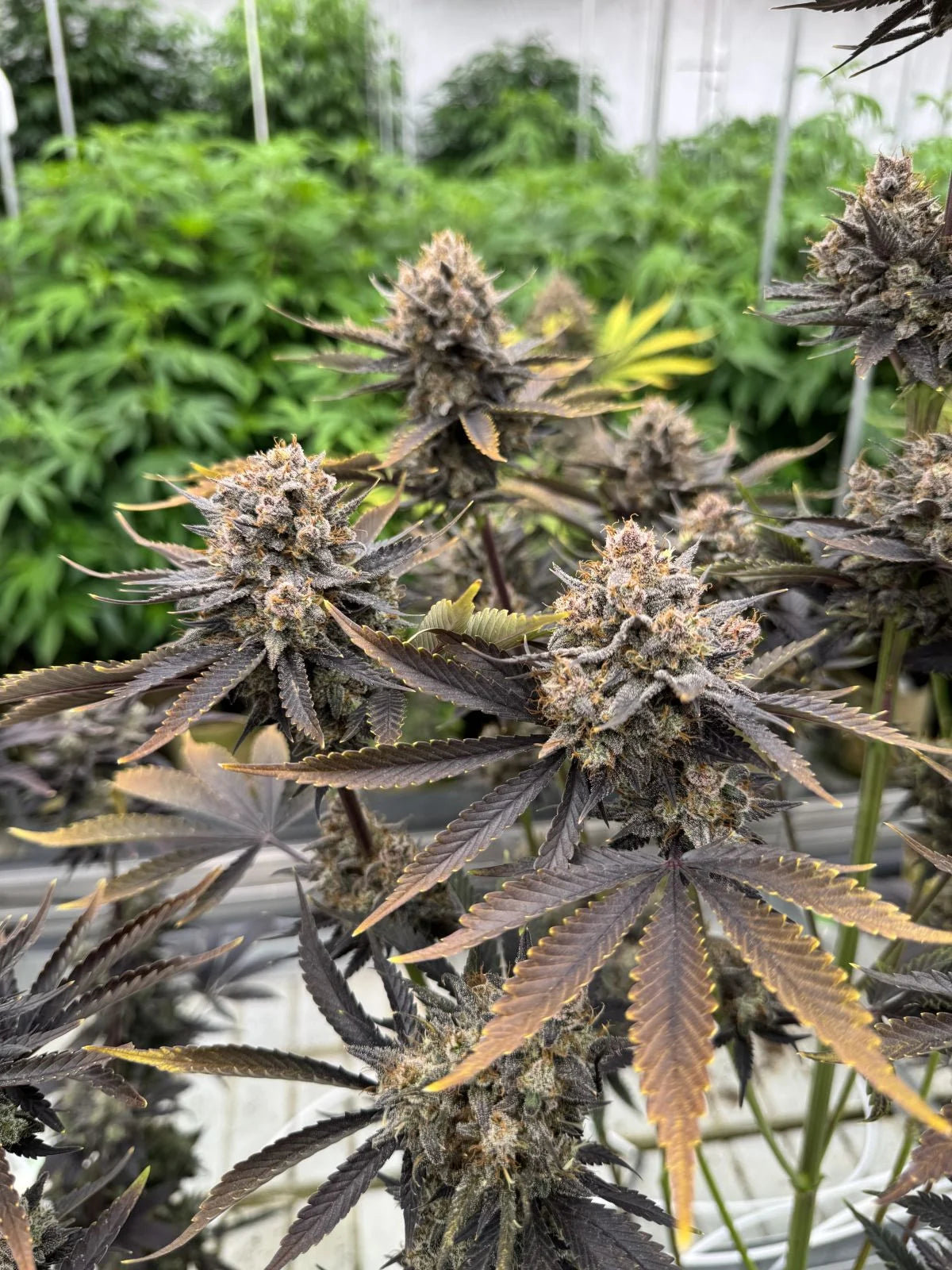 Banana Purple Punch Auto RF3