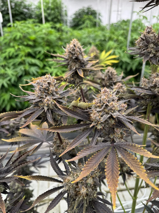 Banana Purple Punch Auto RF3