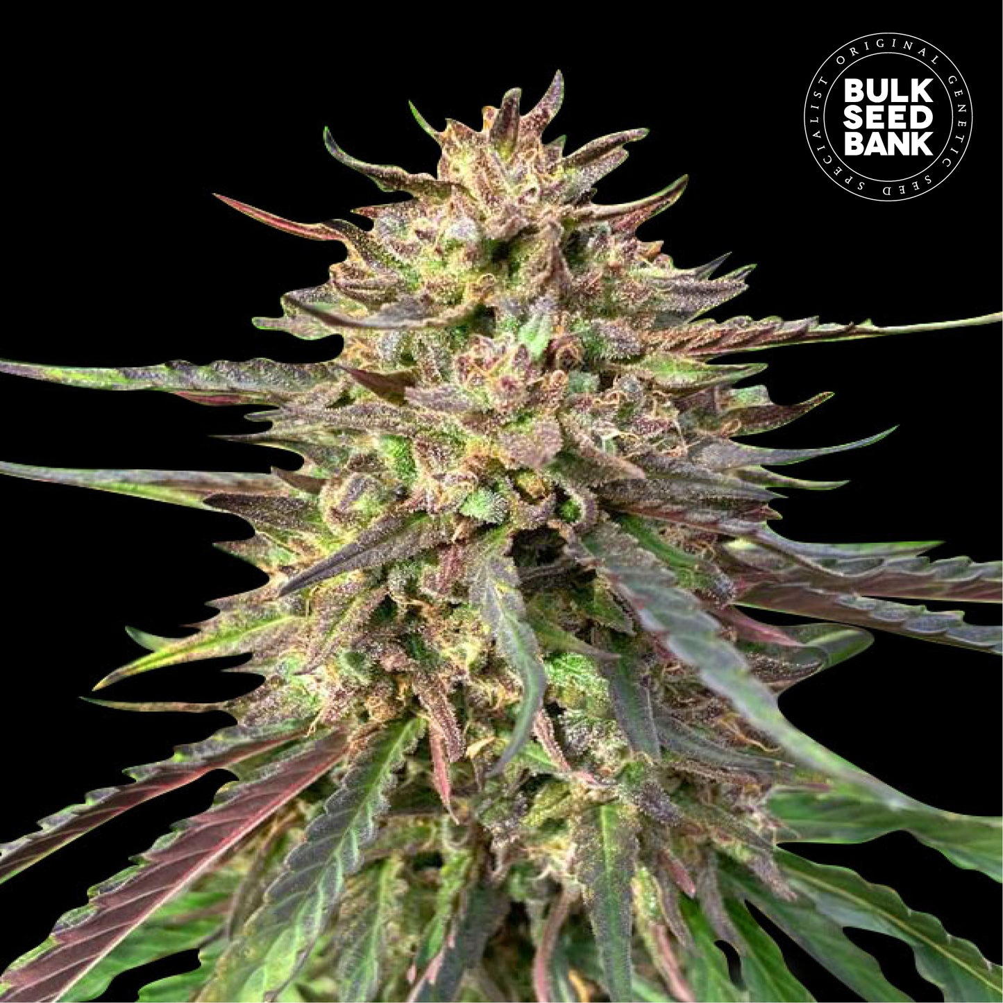 Auto Guerilla Glue CBD