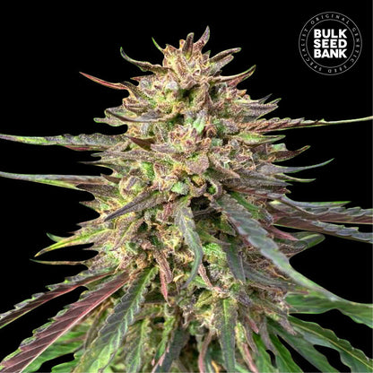 Auto Guerilla Glue CBD