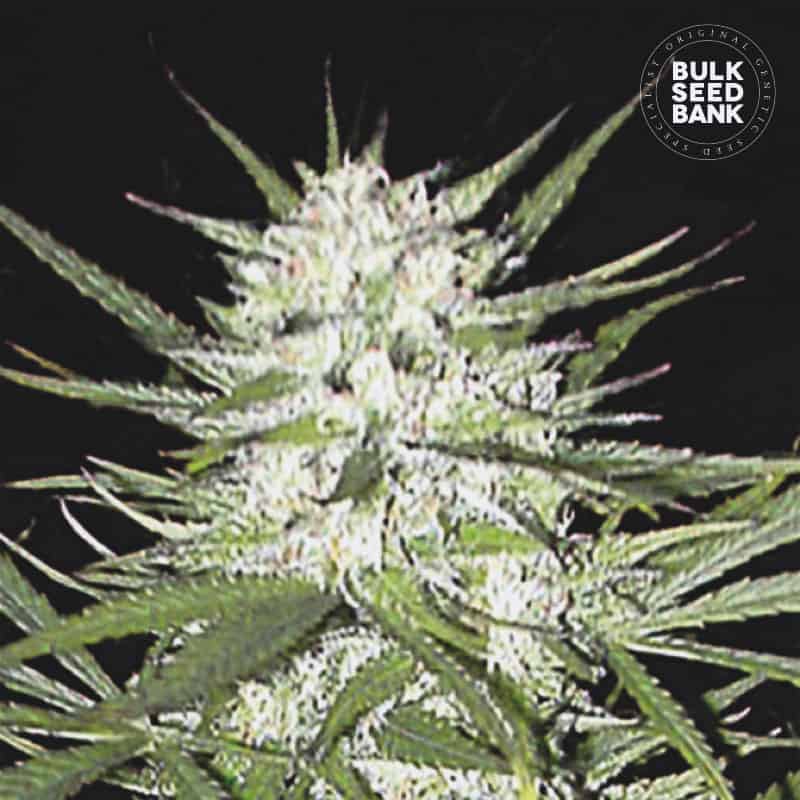 Early Top Skunk fem.