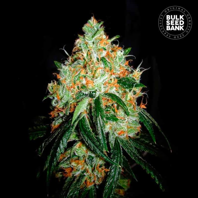 Original Orange Bud fem.