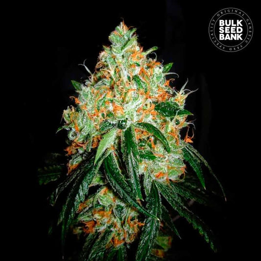 Original Orange Bud fem.
