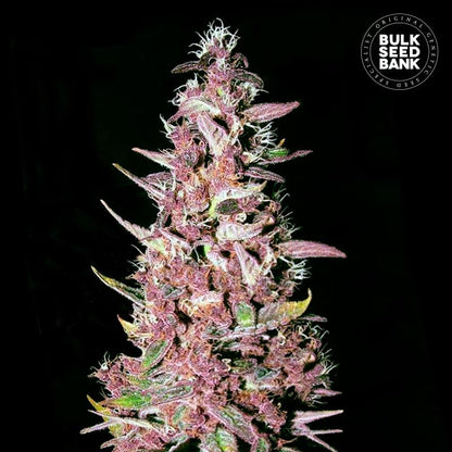 Purple Glam Kush fem.