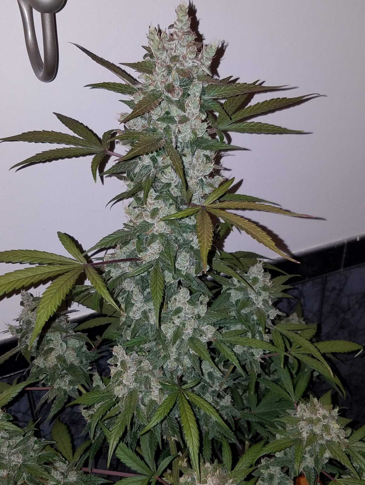 Girls Scout Cookies Auto