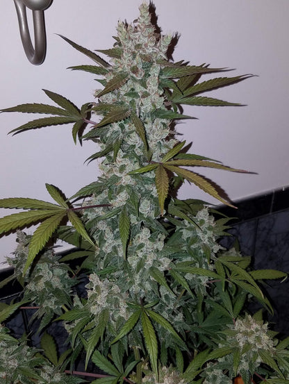 Girls Scout Cookies Auto