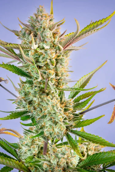 Gorilla Cookies Auto