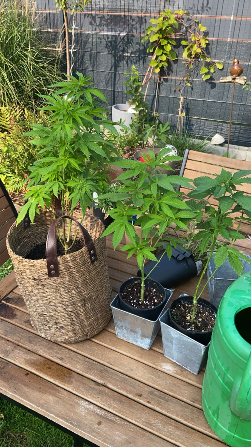 <h1>Das sagt unsere Community über <em>Growea</em></h1>