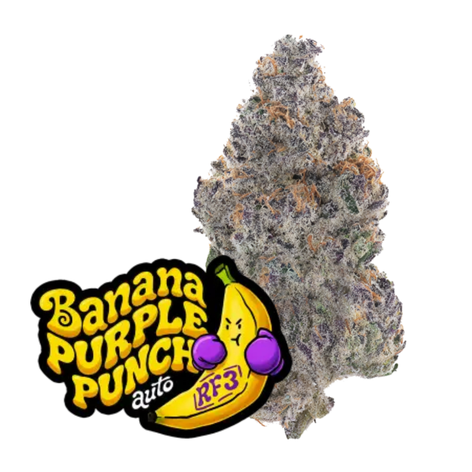 Banana Purple Punch Auto RF3