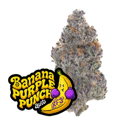 Banana Purple Punch Auto RF3