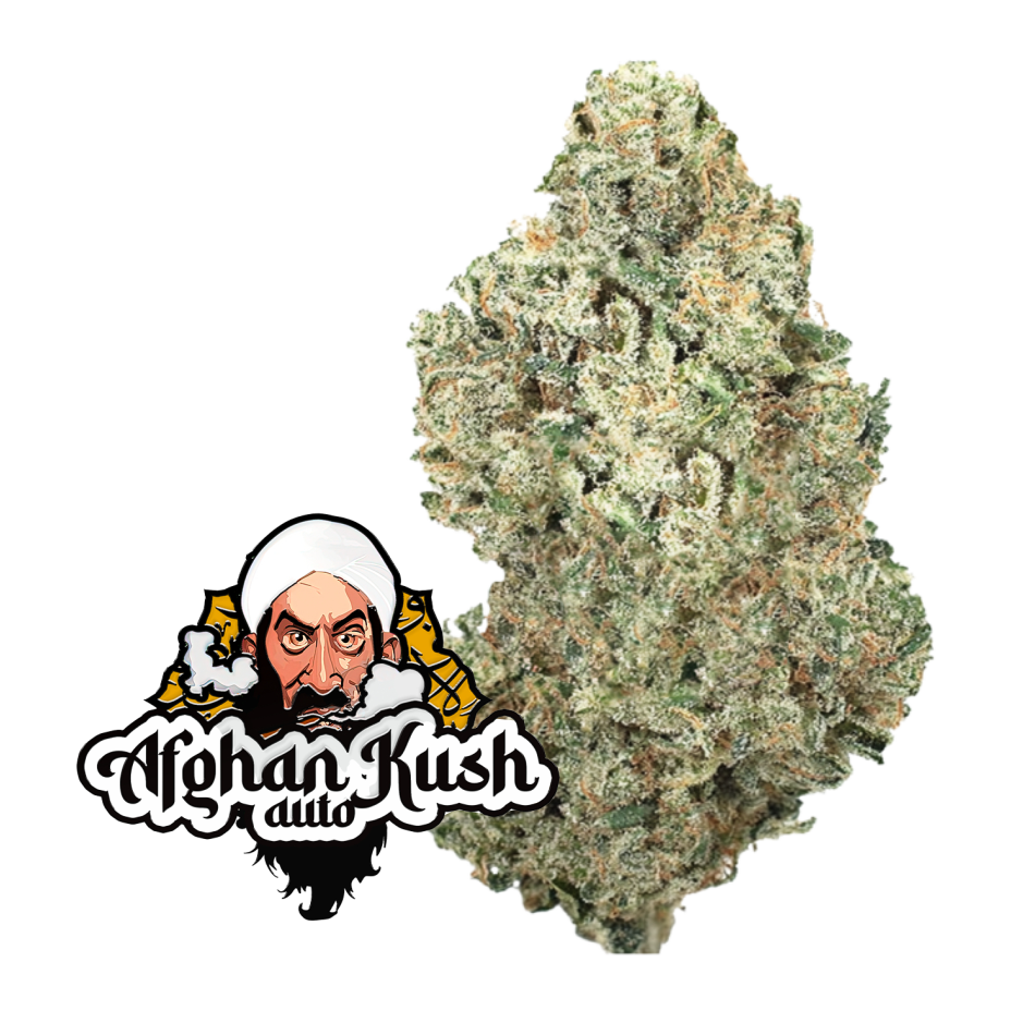Original  Auto Afghan Kush