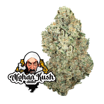 Original  Auto Afghan Kush