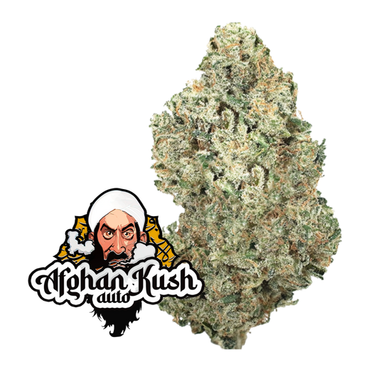 Original  Auto Afghan Kush