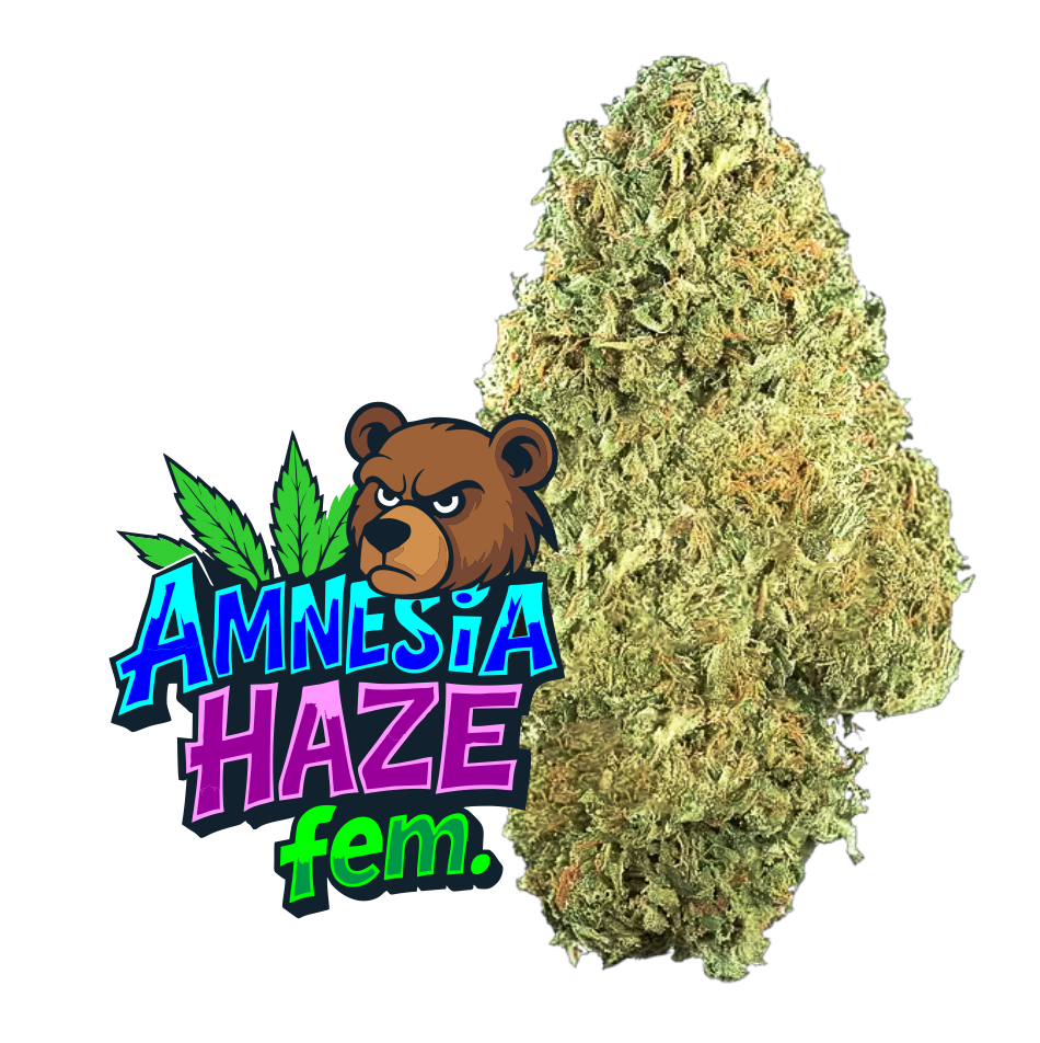 Amnesia Haze Fem.