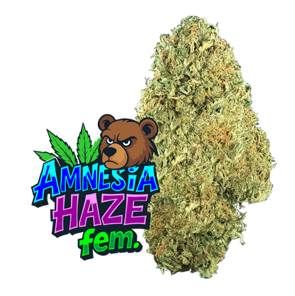 Amnesia Haze Fem.