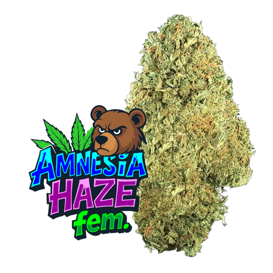 Amnesia Haze Fem.