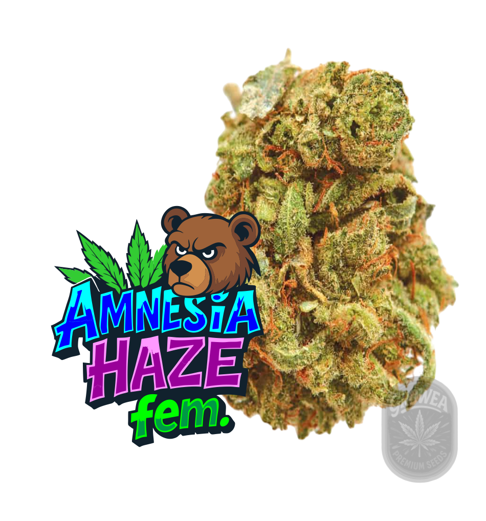 Amnesia Haze Fem.