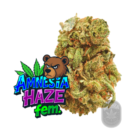 Amnesia Haze Fem.