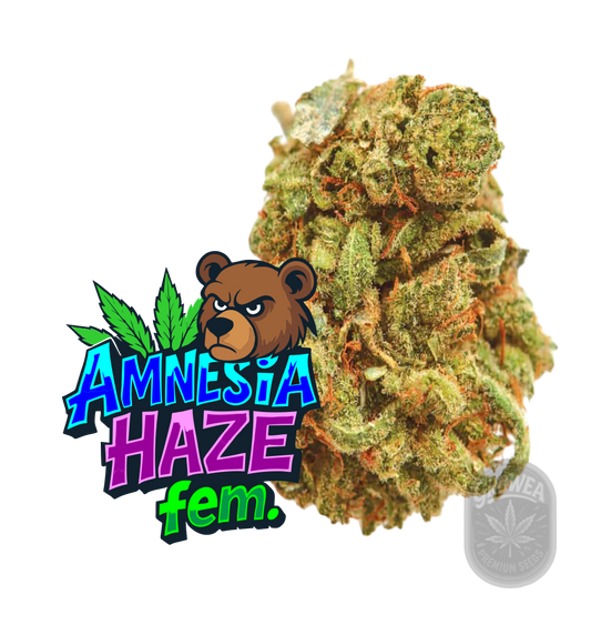 Amnesia Haze Fem.