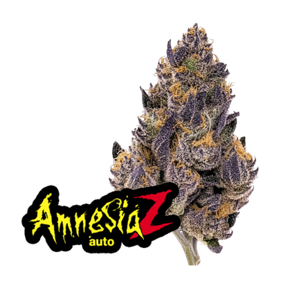 Amnesia Z Auto ( Amnesia Zkittles Auto)