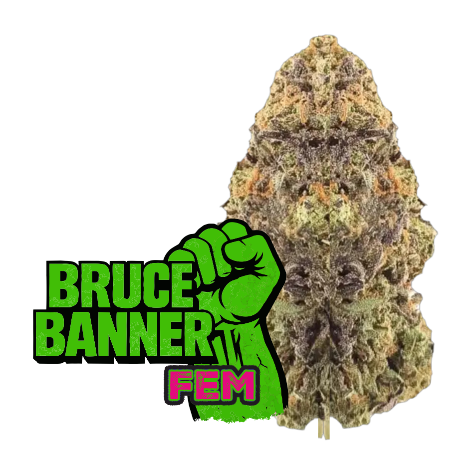 Bruce Banner Fast