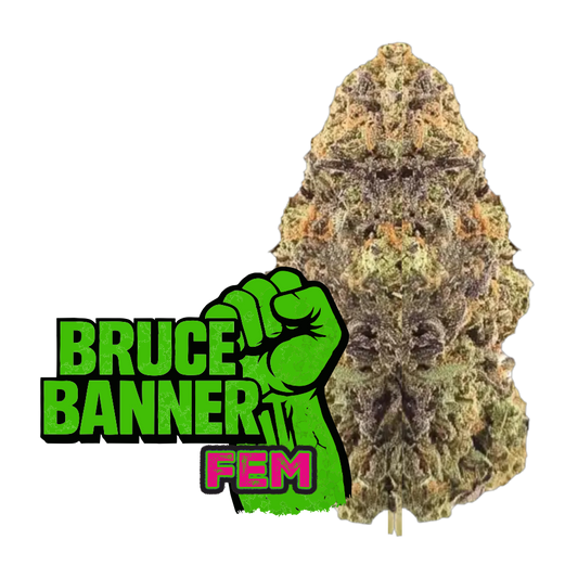 Bruce Banner Fast