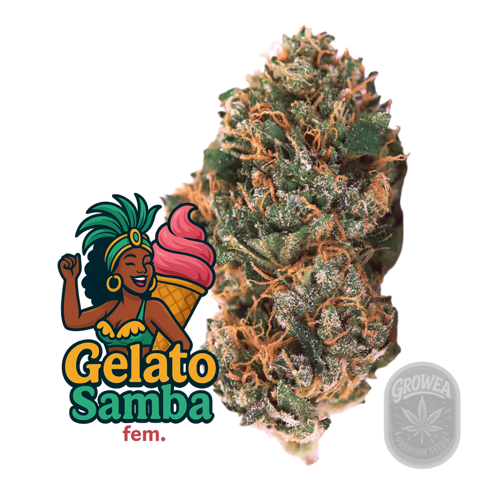 Gelato Samba fem.
