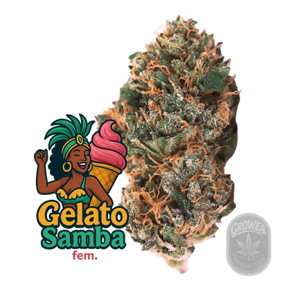 Gelato Samba fem.