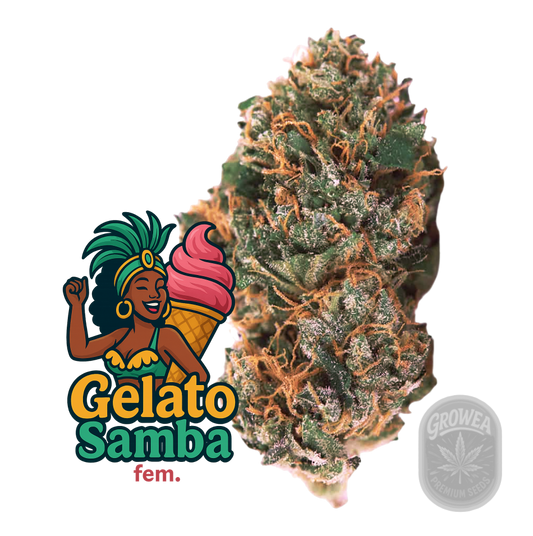 Gelato Samba fem.