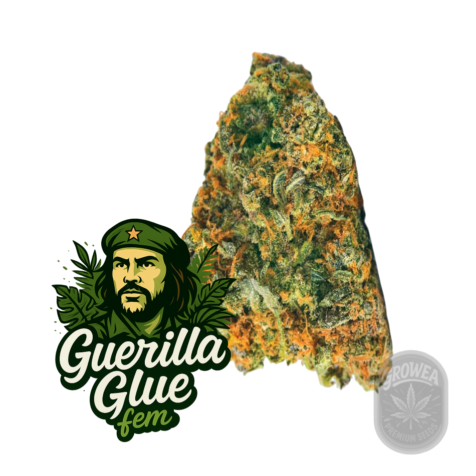 Guerilla Glue fem.