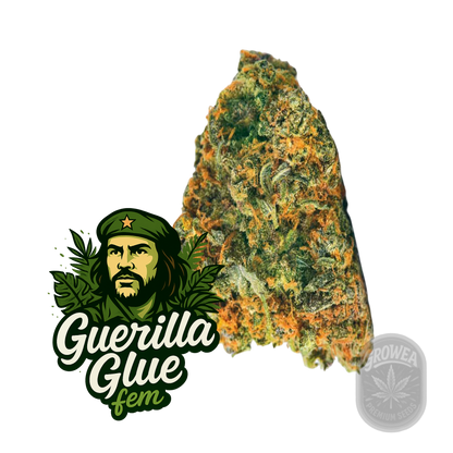 Guerilla Glue fem.