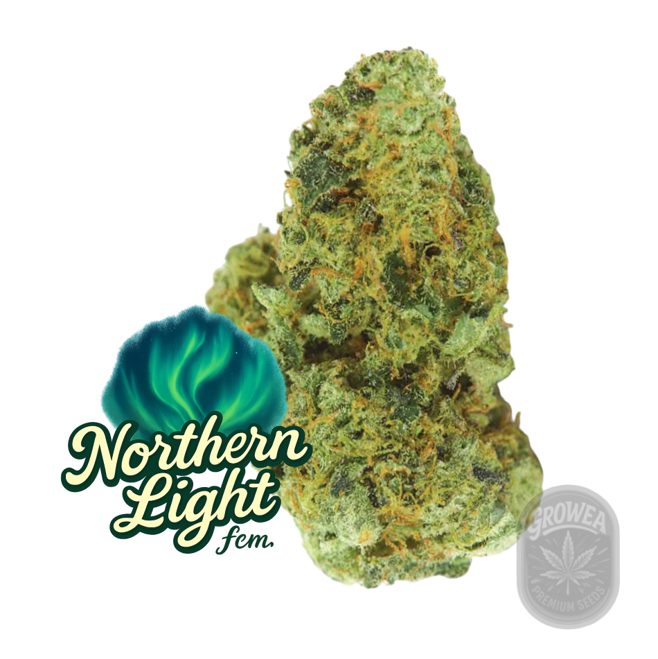 Northeren Light fem.