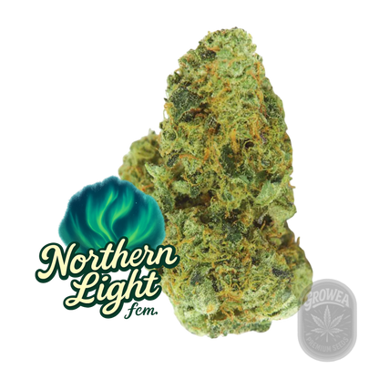 Northeren Light fem.