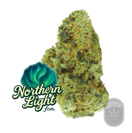 Northeren Light fem.