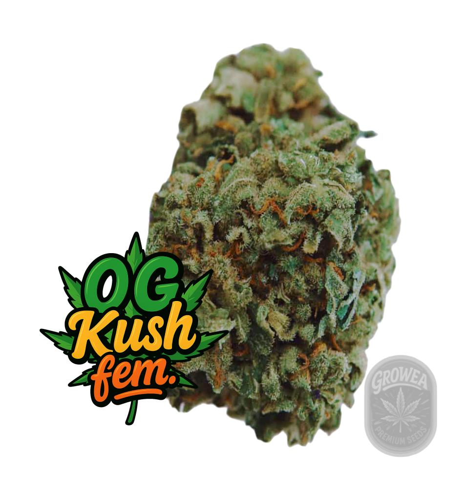 OG Kush fem.