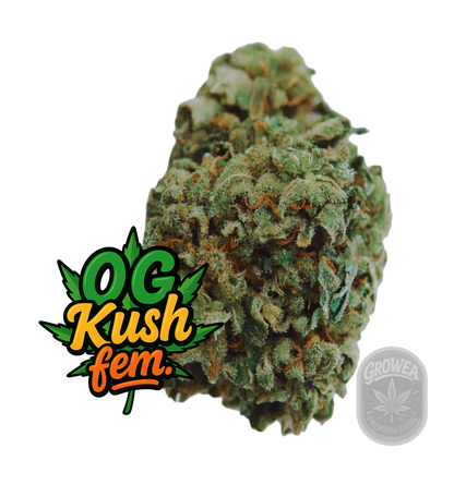 OG Kush fem.