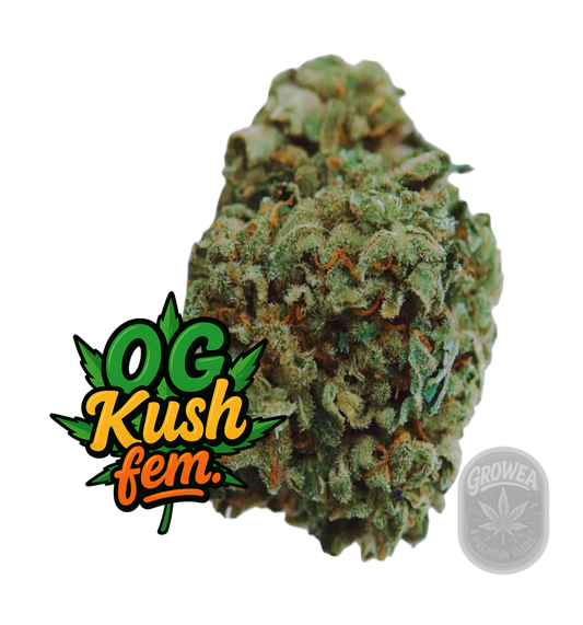 OG Kush fem.
