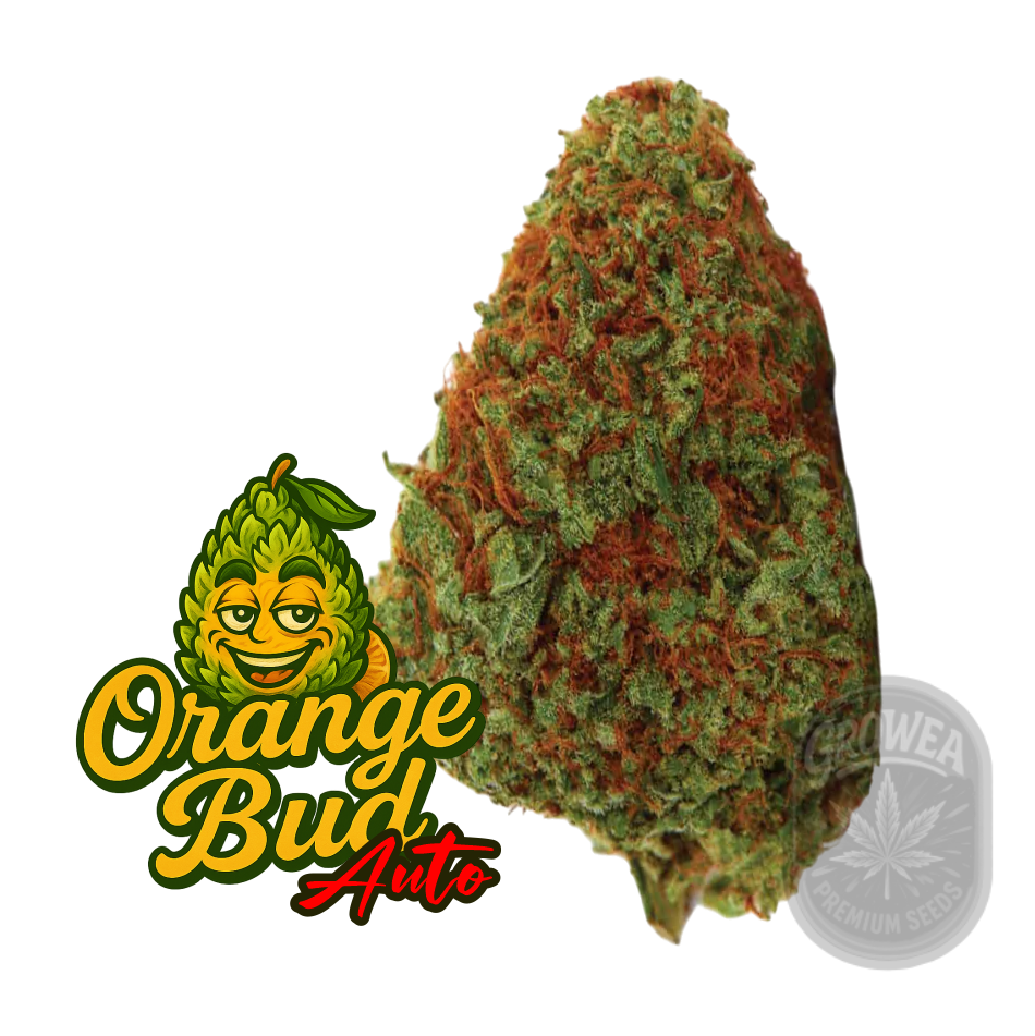 Original Orange Bud Auto.