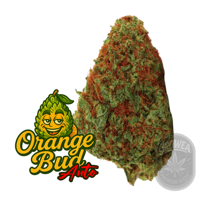 Original Orange Bud Auto.