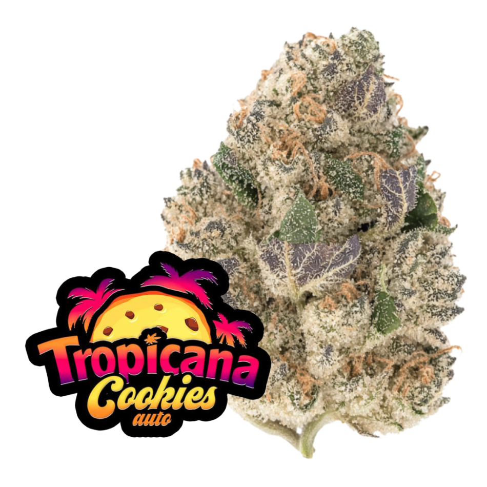 Tropican Cookies Auto