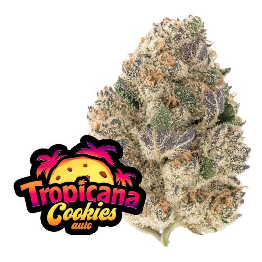 Tropican Cookies Auto