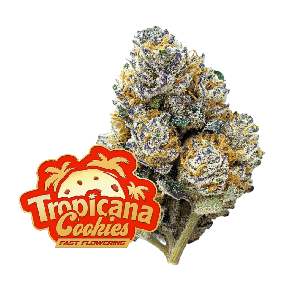Tropicana Cookies FF