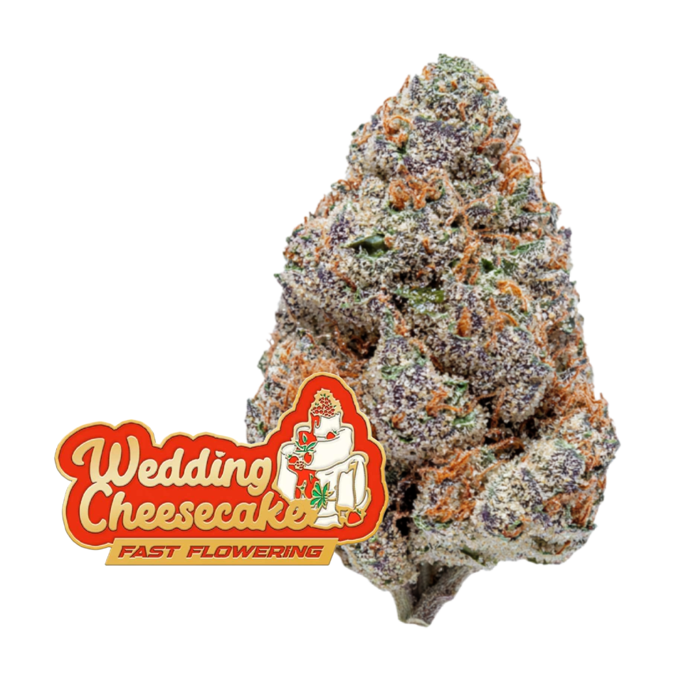 Wedding Cheesecake FF (Fast Flowering)